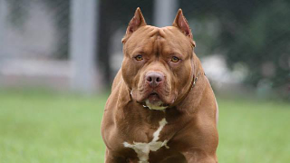 Montegiorgio - Pitbull aggredisce e uccide un altro cane: ferita anche la proprietaria